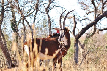 Male Roan antelope eating in South Africa