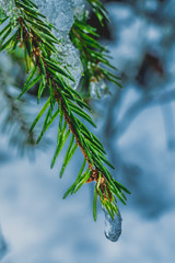 Sopelki lodu na gałązkach drzewa iglastego