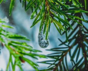 Sopelki lodu na gałązkach drzewa iglastego