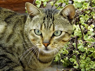 cat with eyes