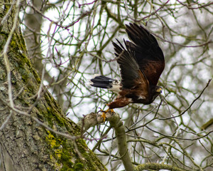 BIRDS OF PREY