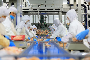 Workers are busy on the broiler processing line, Luannan County, Hebei Province, China