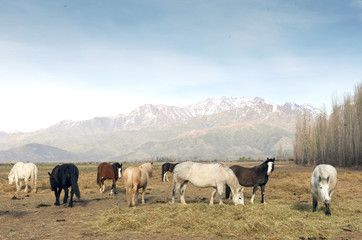 Wild horses eat grass with the horizon of the Andes