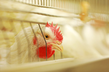 The broiler is in the farm.