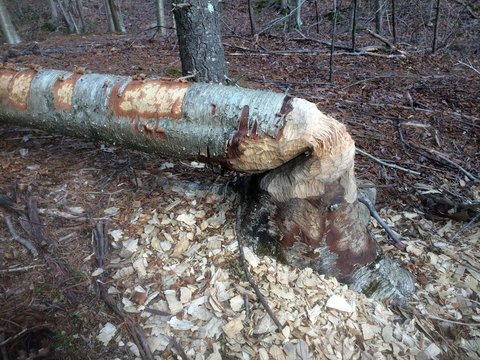 Birch tree chewed down by beaver at Massasoit State Park in Taunton, Massachusetts
