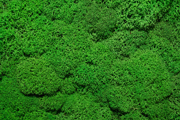 green moss on the wall. green background