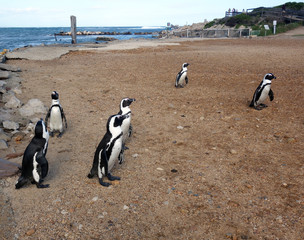 Obraz premium Brillenpinguine - Kolonie bei Kapstadt in Betty's Bay