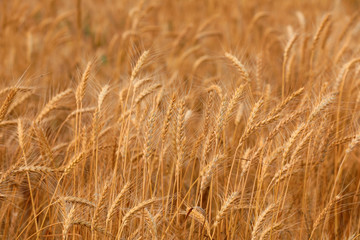 Mature ears of wheat in the field