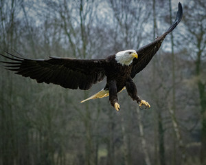 BIRDS OF PREY