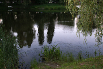 The lake in the park, which reflects trees, nature, summer.