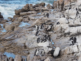 Brillenpinguine - Kolonie bei Kapstadt in Betty's Bay