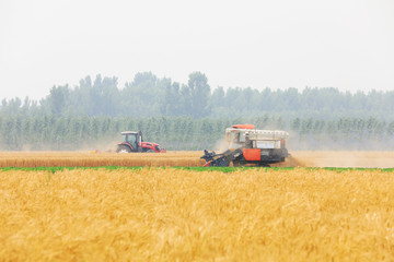 Obraz premium The harvester harvested wheat in the field, Luannan County, Hebei Province, China