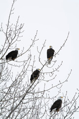3 Bald Eagles