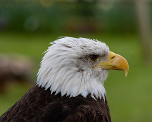 Obraz premium BIRDS OF PREY