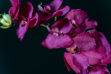 Naklejka na ściany i meble Purple orchid flower on black background close up.