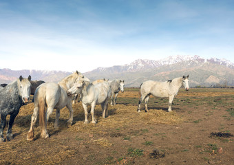 Obraz premium Wild horses eat grass with the horizon of the Andes