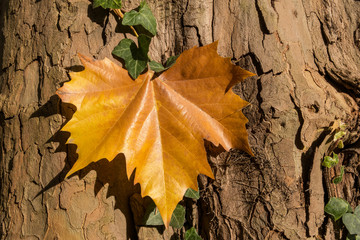 Maple leave on a tree trunk.