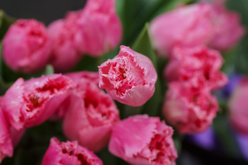 letterhead cards a bouquet of beautiful bright unusual flowers tulips