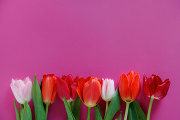 red and pink tulips on a pink background