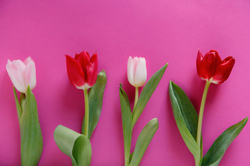 red and pink tulips on a pink background