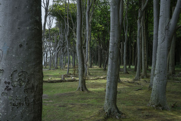 Forest near the coast of the Baltic sea.