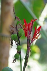Fleur du jardin botanique de Lyon