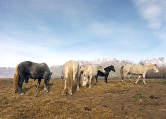 Naklejka na ściany i meble Wild horses eat grass with the horizon of the Andes