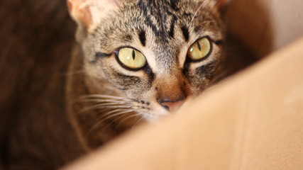 Cat