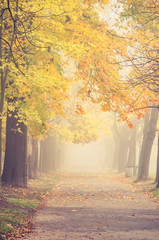 Fototapeta na wymiar Autumn foggy colorful tree alley in the park on a misty day in Krakow, Poland