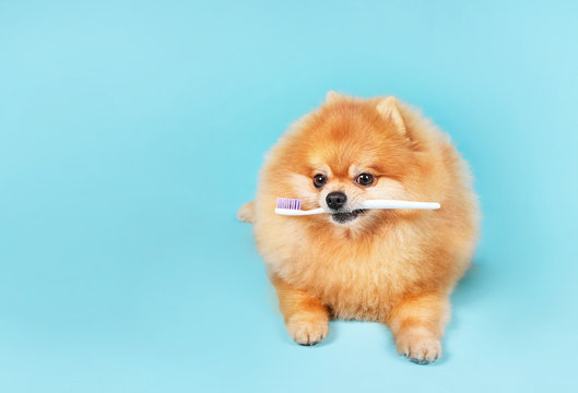Cute Spitz dog with toothbrush on  blue background