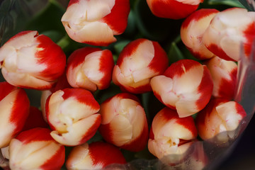 letterhead cards a bouquet of beautiful bright unusual flowers tulips