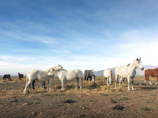 Wild horses eat grass with the horizon of the Andes