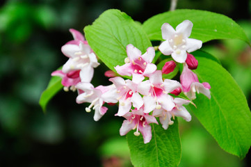 Beautiful pink flowers Weigela florida. Flowers of weigela florida. Blooming garden in spring garden in sunny day.