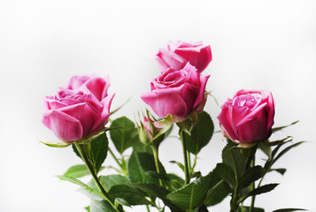 Beautiful pink roses on a white background.