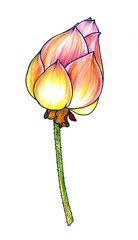 Hand drawn colour lotus isolated on white background. Botanical illustration.