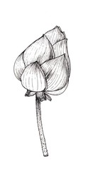 Hand drawn monochrome lotus isolated on white background, Botanical illustration.