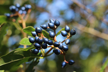 The decorative blue black berries of Viburnum tinus 'Eve Price'. A small evergreen winter flowering shrub, in close up with copyspace to right.
