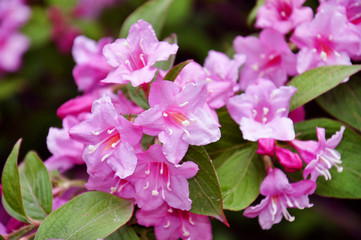 Beautiful pink flowers Weigela florida. Flowers of weigela florida. Blooming garden in spring garden in sunny day.