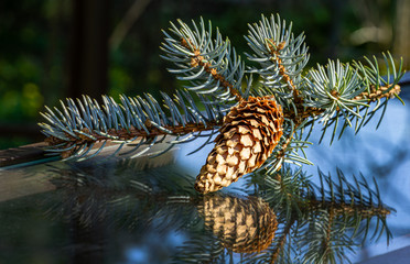 Obraz premium Branch of Blue spruce Picea pungens with cone and blue needles on glass surface. Spruce branch with cone is beautifully reflected in glass. Christmas concept.