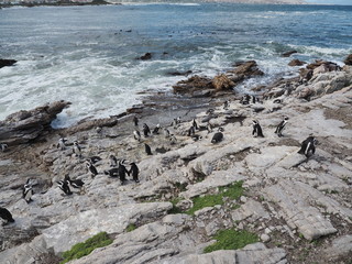 Brillenpinguine - Kolonie bei Kapstadt in Betty's Bay