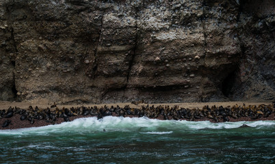 enough sea lions and seals on the shore of the pebble beach under a cliff with rocks