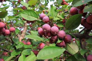 The crabapple tree is full of fruit, North China