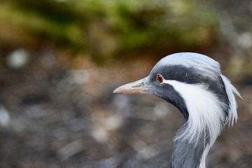 Paradise or blue crane face close up 