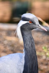 close up of a paradise crane bird wildlife photo 