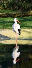 stork with a reflection in the water  © MW Photography 