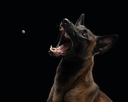 dog with open mouth, growls, barks. Belgian Shepherd Dog, Malinois catches a piece of food, feed.