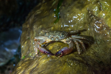 Close-up of a Marbled Rock Crab Pachygrapsus Marmoratus standing on a rock and eating in the night,Vama Veche, Black Sea, Romania