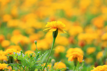 Marigold flowers in the park