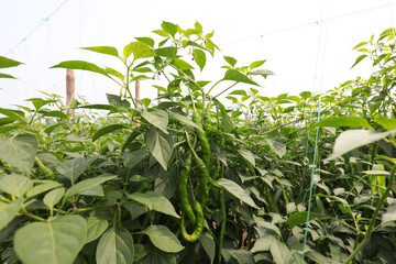 Chili peppers on plants in the farm