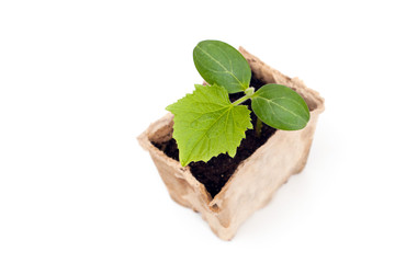 A cucumber sprouts in peat pots isolated on white backgraund